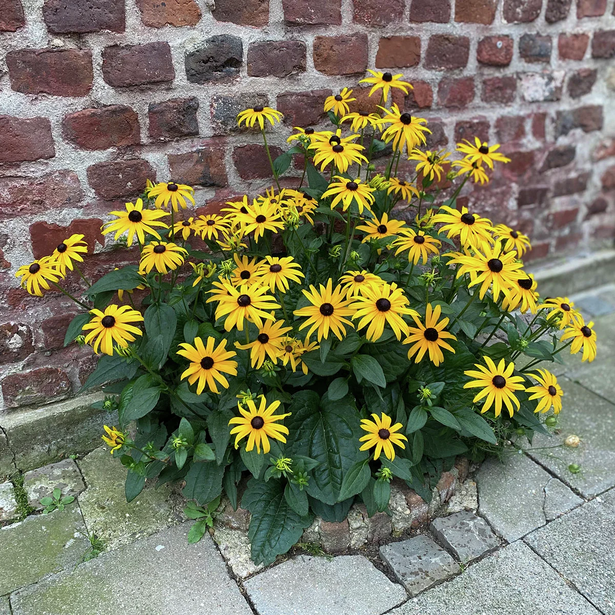 Zwerg-Sonnenhut Little Goldstar