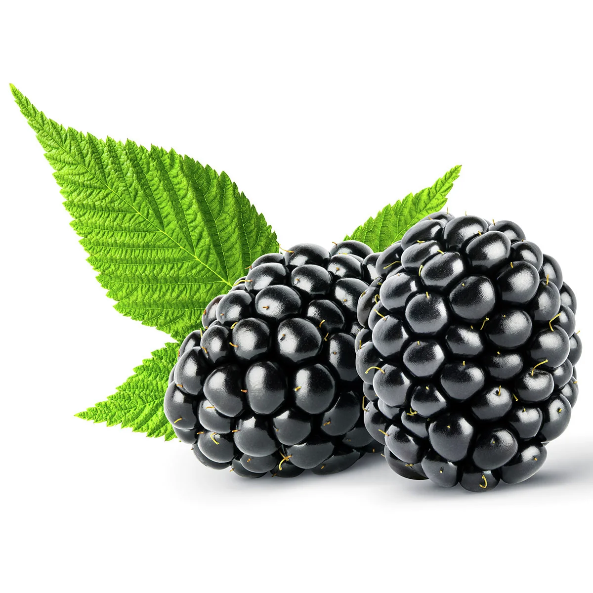 BIO Brombeere Triple Crown