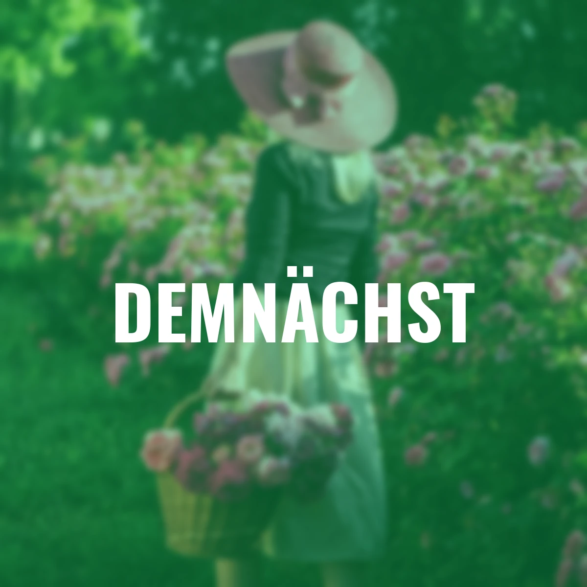 Edelrose Marija Frayla, wurzelverpackt