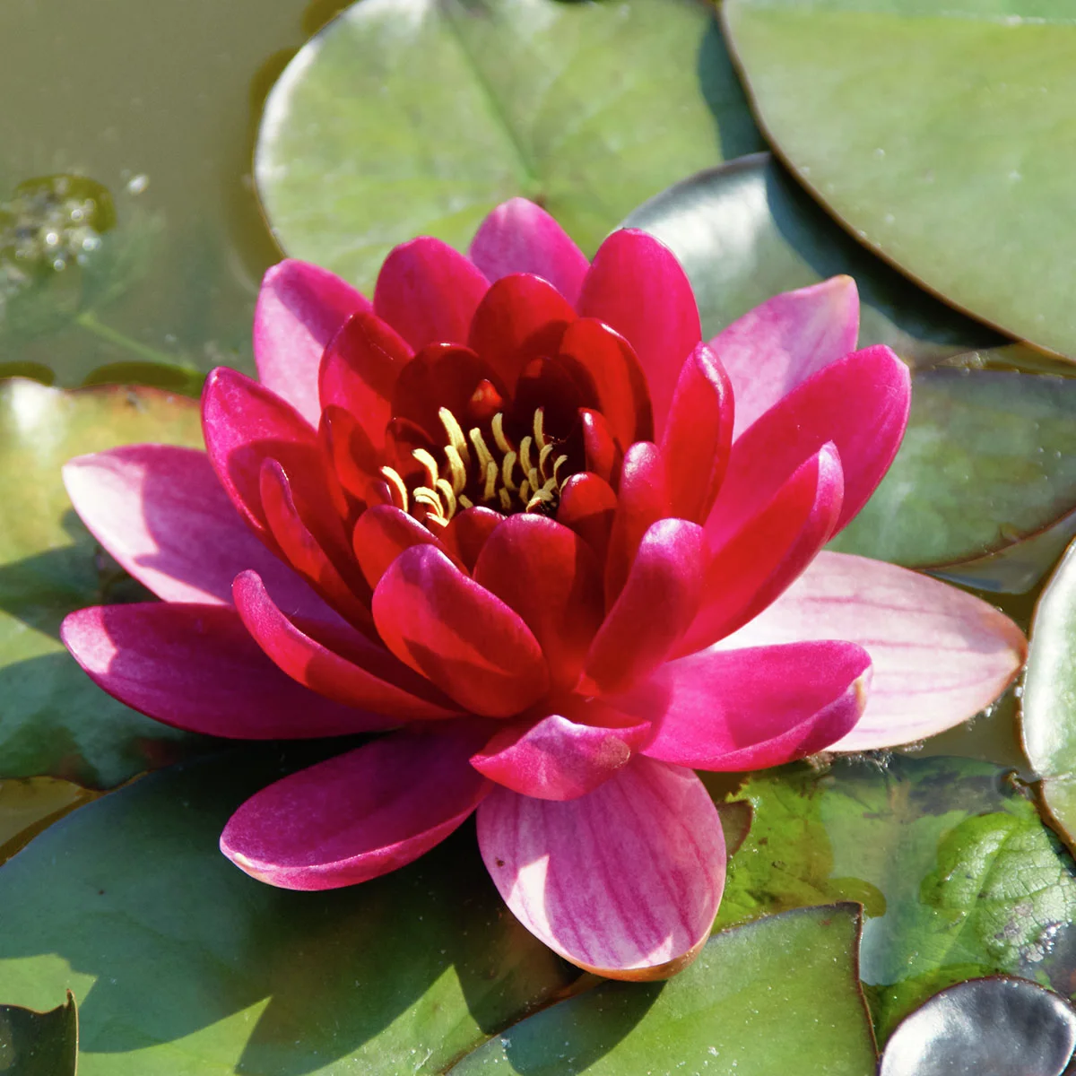 Seerose James Brydon, rot