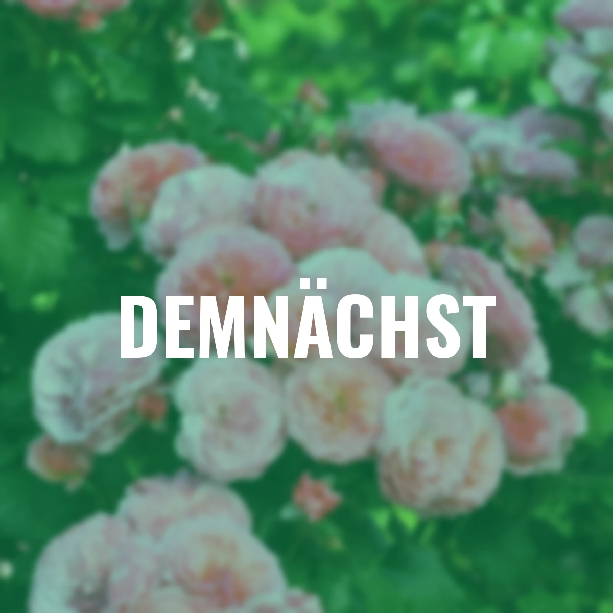 Essbare Culinaric Rose, rosa-apricot