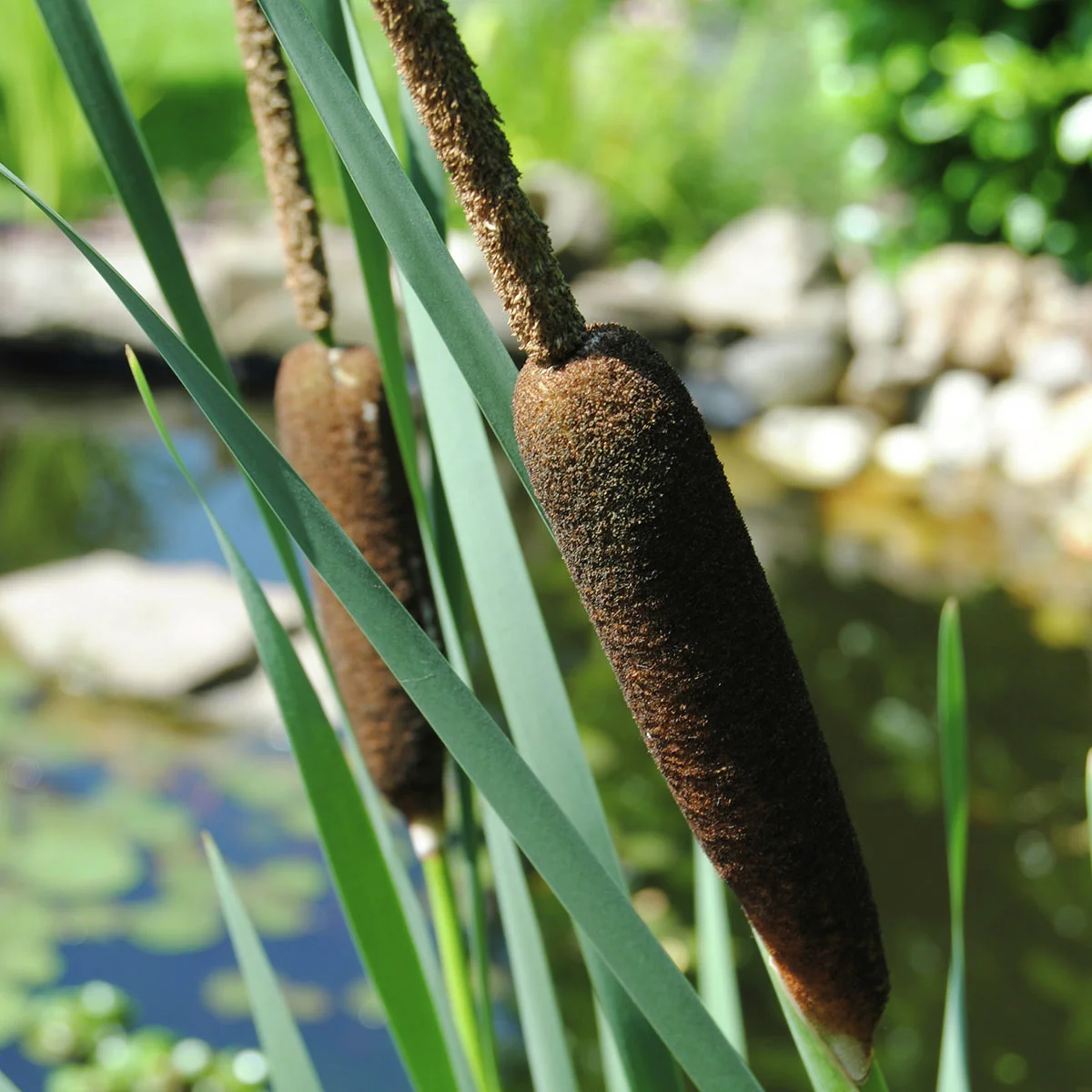 Schmalblättriger Rohrkolben