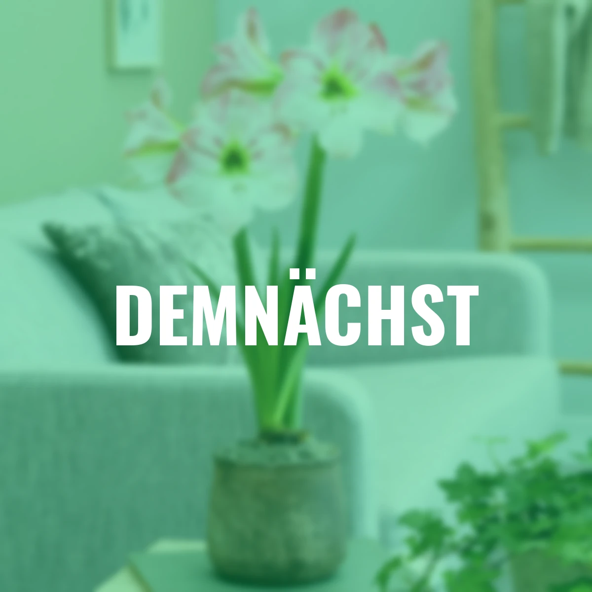 Amaryllis Cherry Bloss