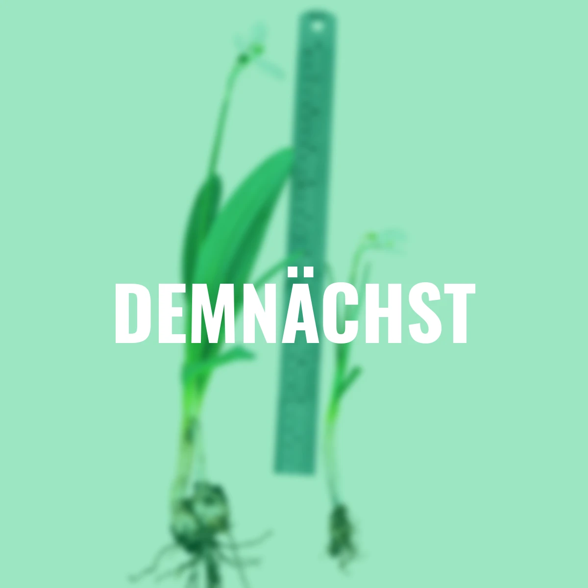 Riesen-Schneeglöckchen Mount Everest