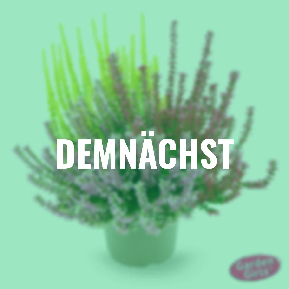 Knospenheide Trio Lönneby