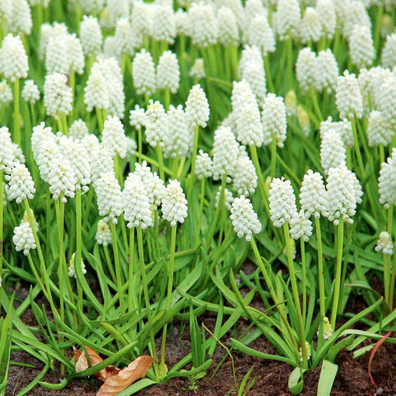 Traubenhyazinthe White Magic