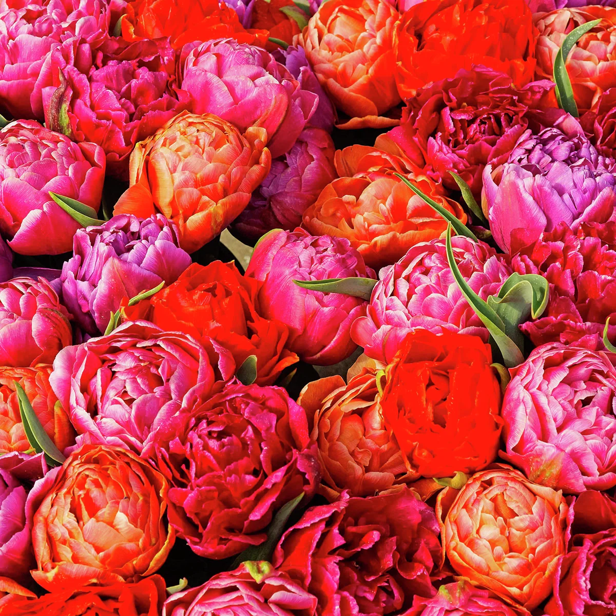 Tulpen-Set Dazzling Double