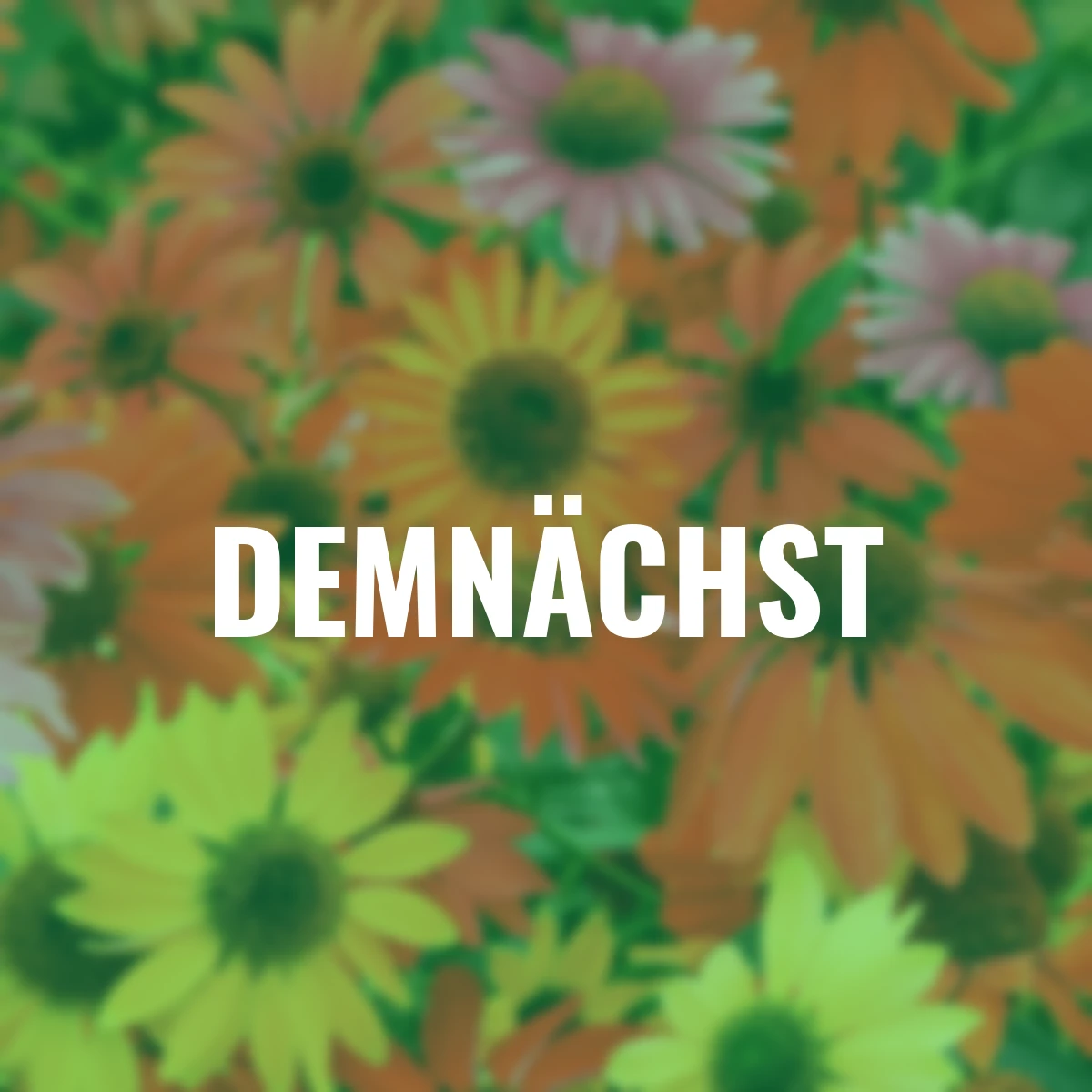 Sonnenhüte Cheyenne Spirit-Mischung