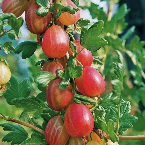 Stachelbeere Xenia(R), Busch