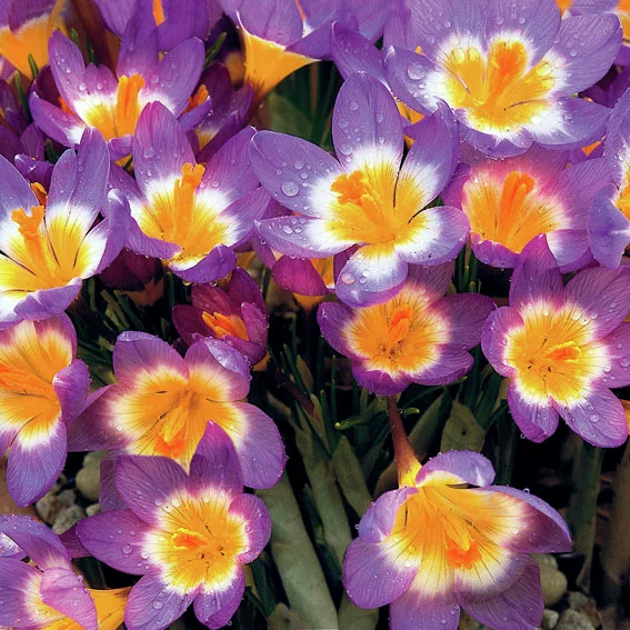 Siebers Dreifarbenkrokus