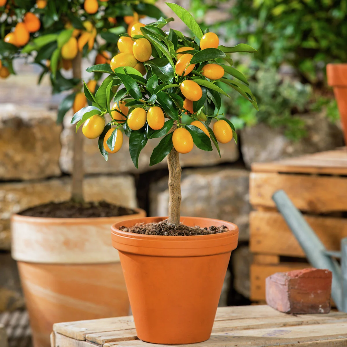 Calamondin-Orangen-Stamm, im ca. 15 cm-Topf