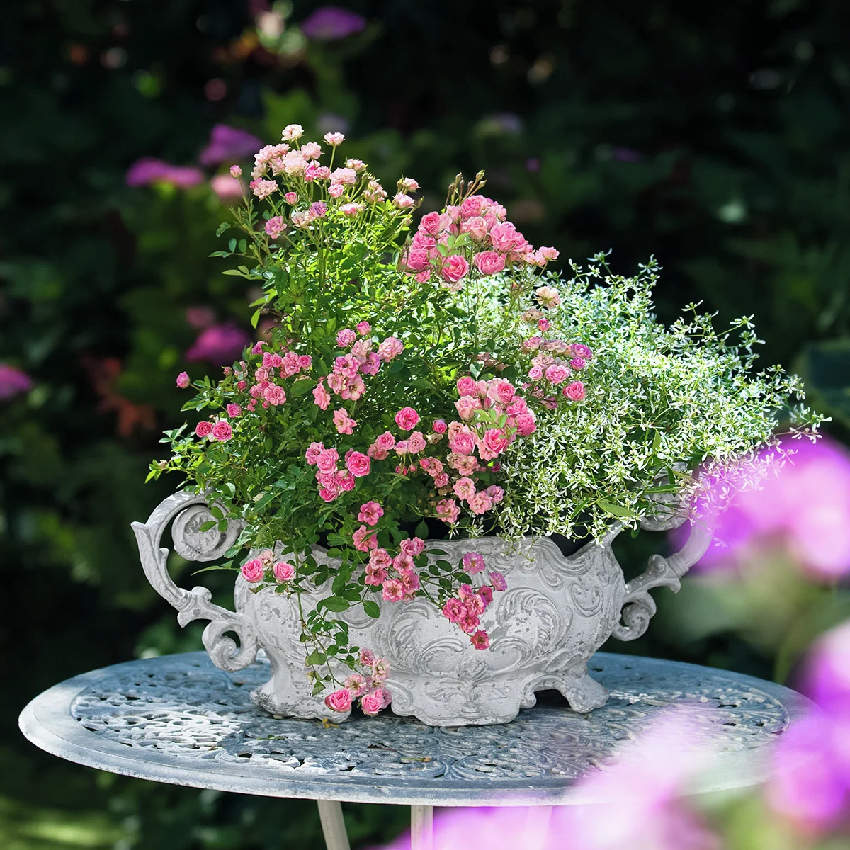 Mini-Rose Lilly Rose™, im ca. 12 cm-Topf