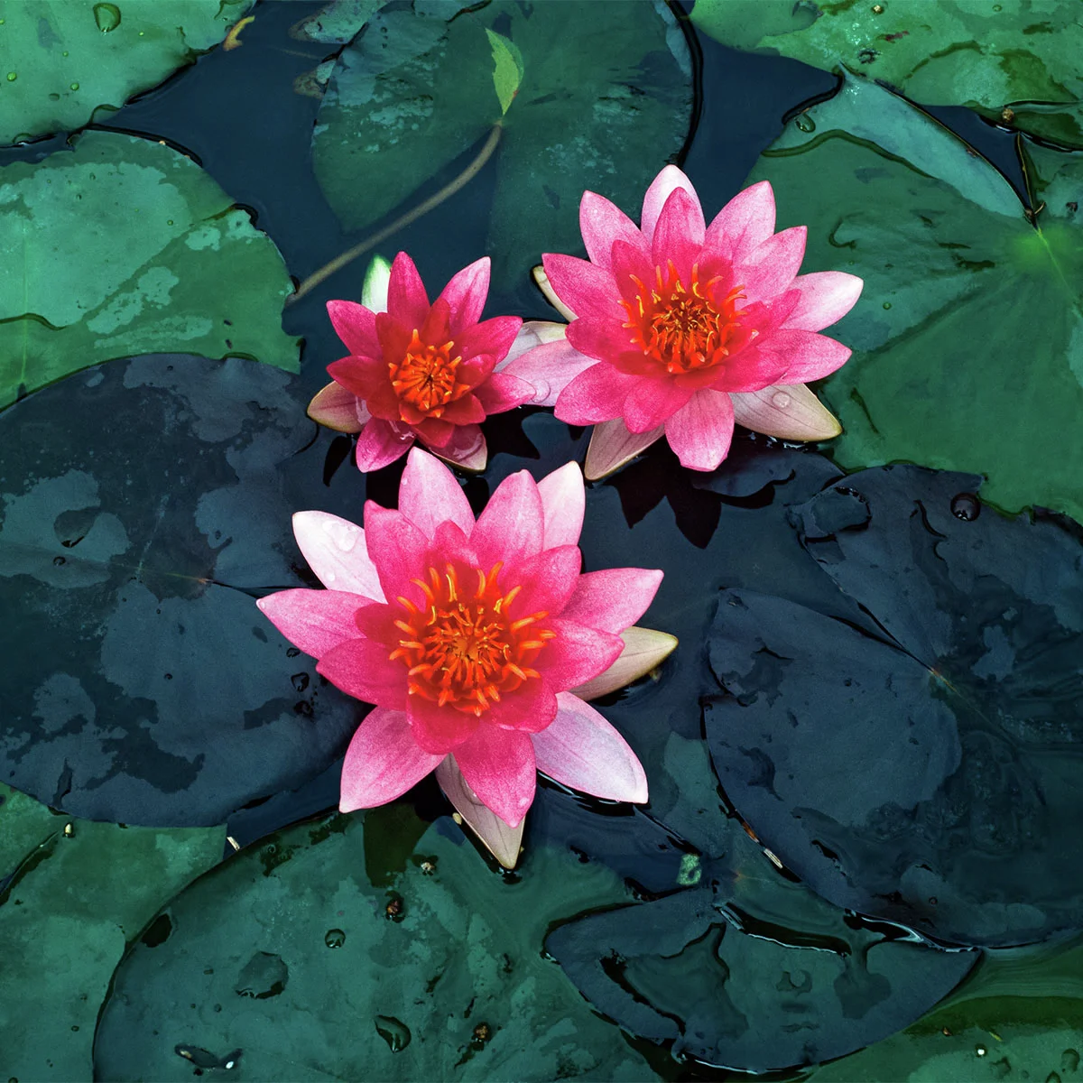 Zwergseerose, pink-rosa