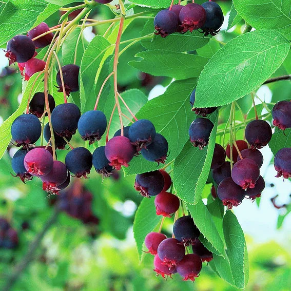 Rosinen-Baum Prince William