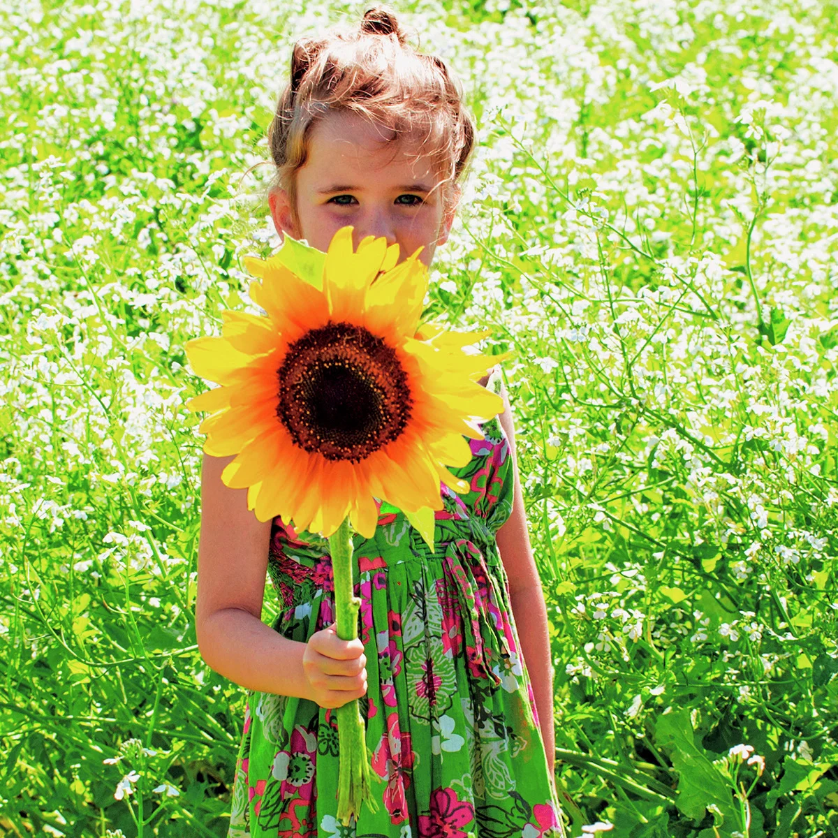 Sonnenblume, im ca. 12 cm-Topf