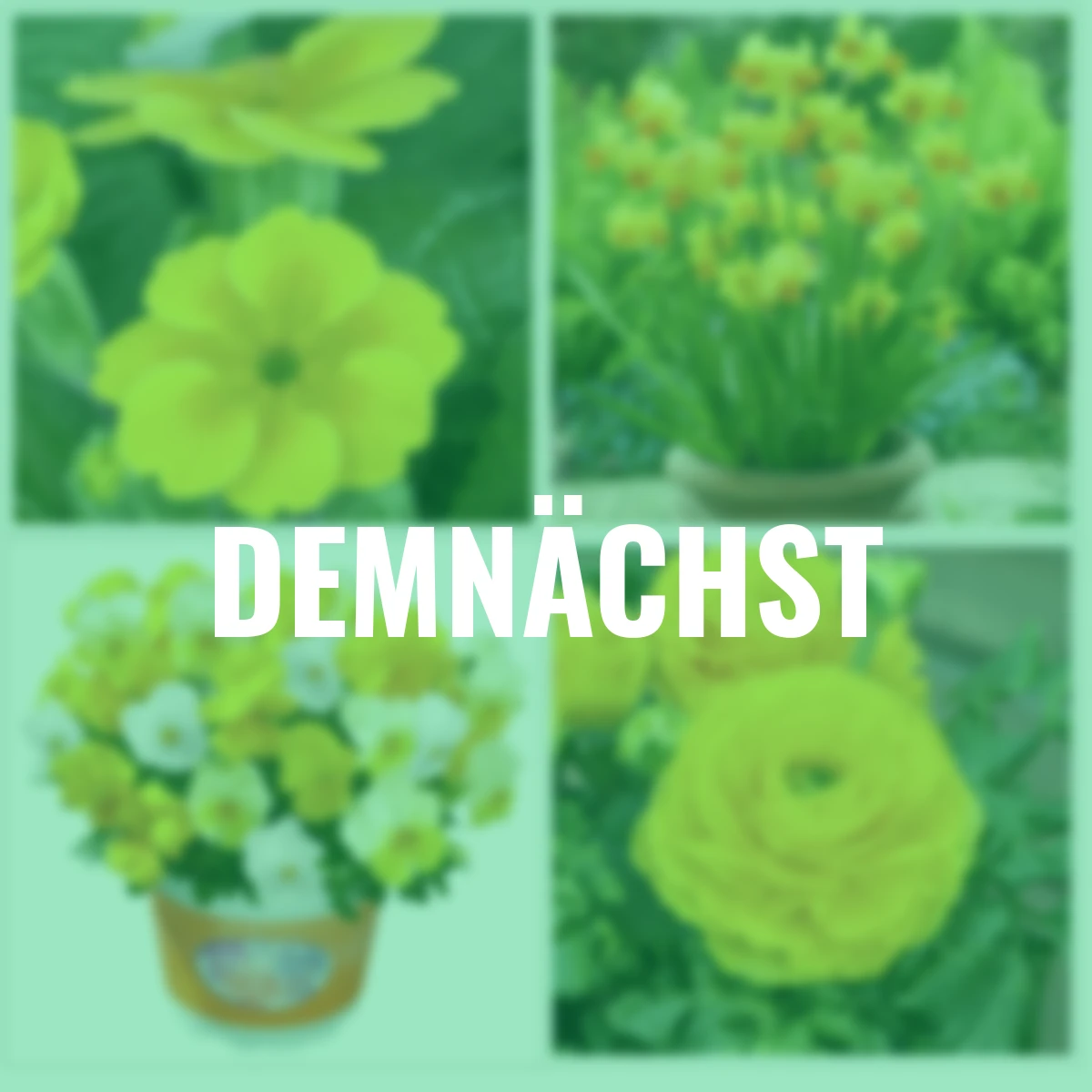 Frühblüher-Set Gelber Frühling