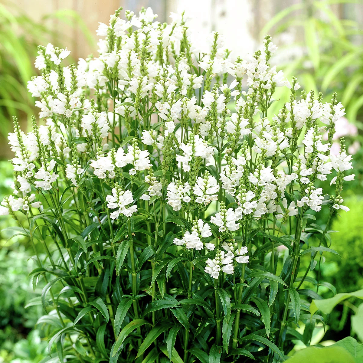 Weiße Gelenkblume