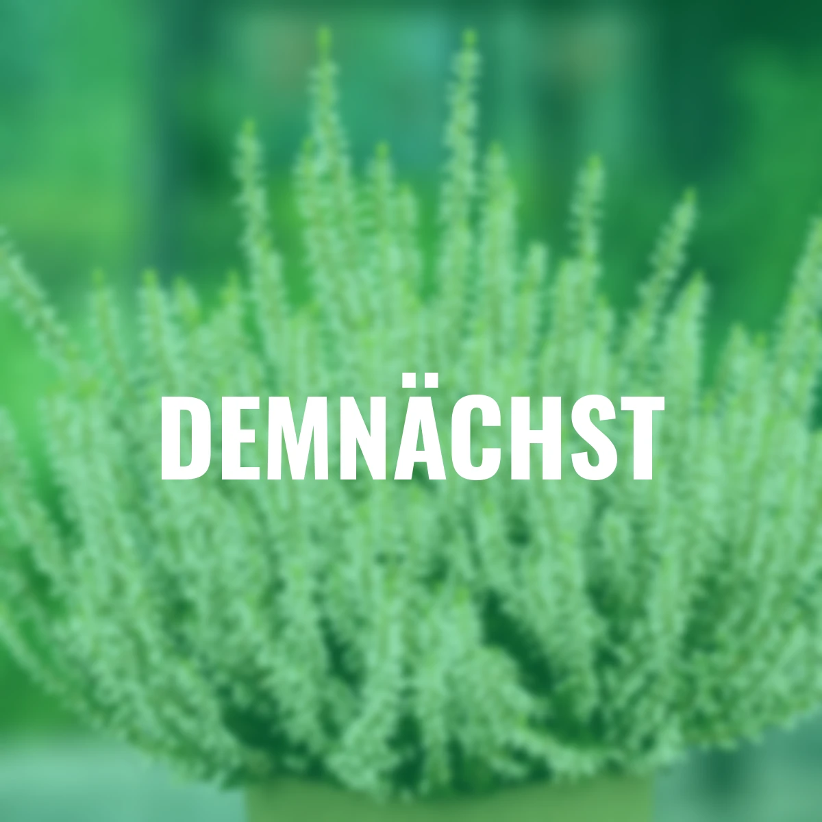 Set Knospenheide Gardengirls®, 8er-Set