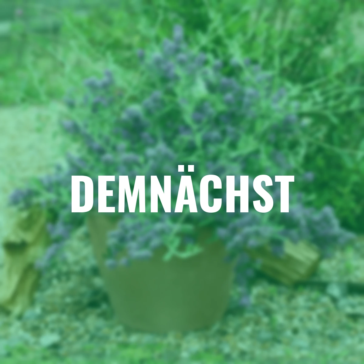 Wasserfall-Schmetterlingsflieder Unique(S), im ca. 19 cm-Topf