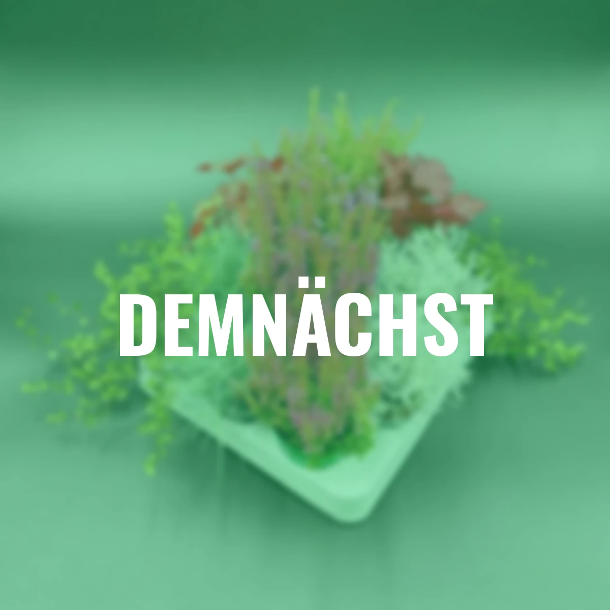 Herbstpflanzen-Set Herbstwunder, 12 Stück