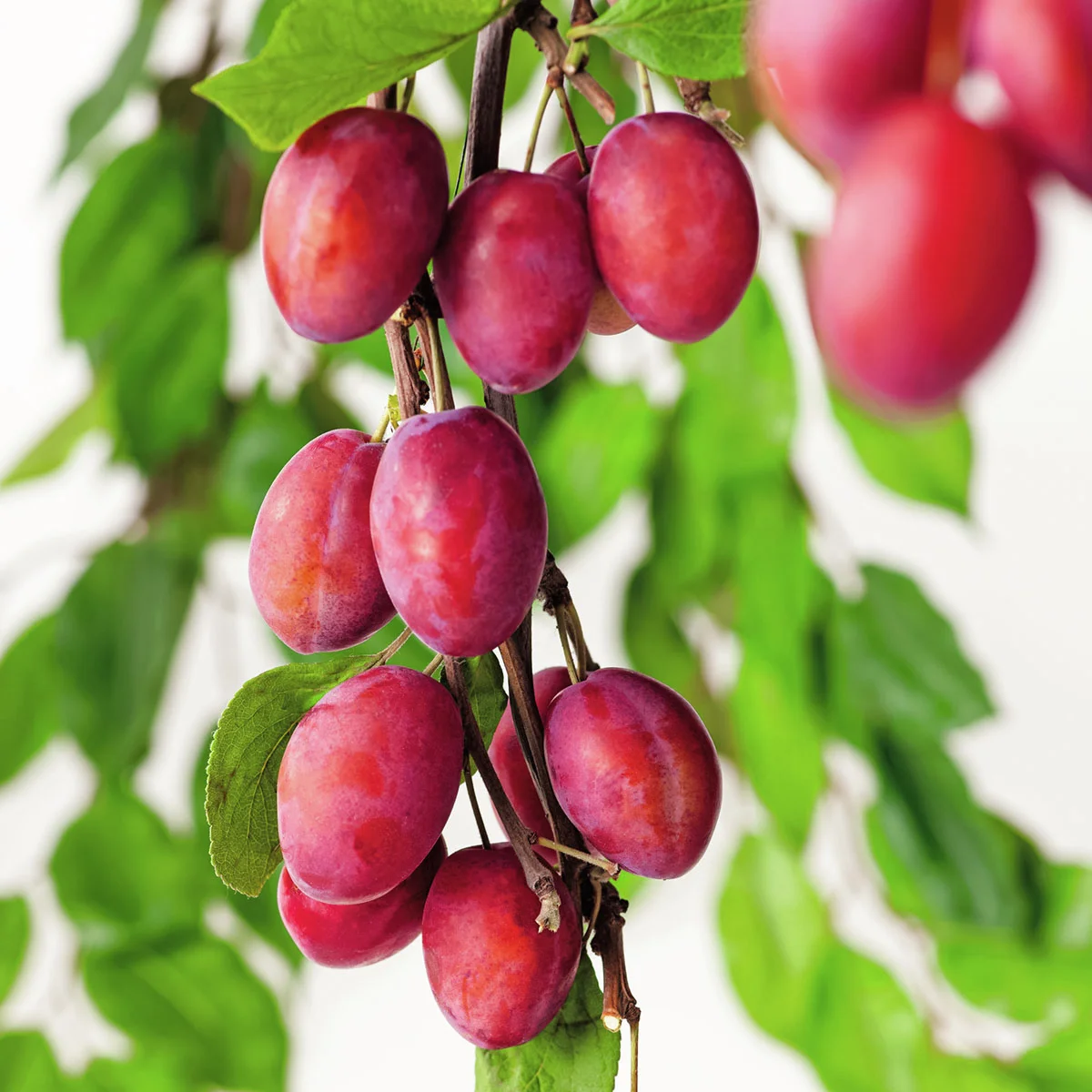 BIO Pflaume Königin Viktoria