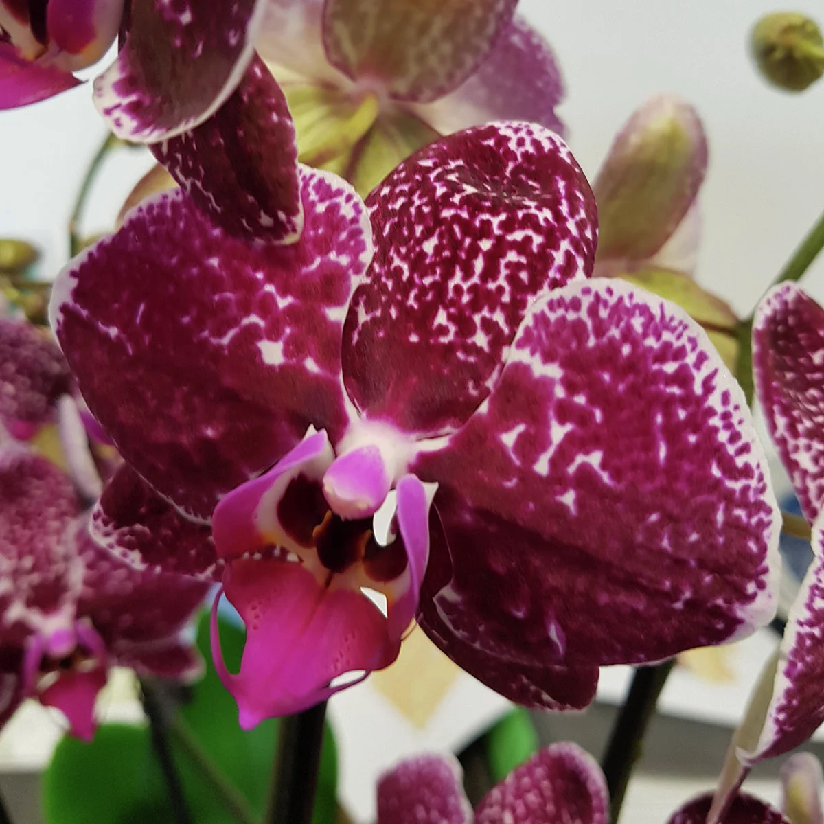 Violette Schmetterlings-Orchidee, Höhe 50-60 cm