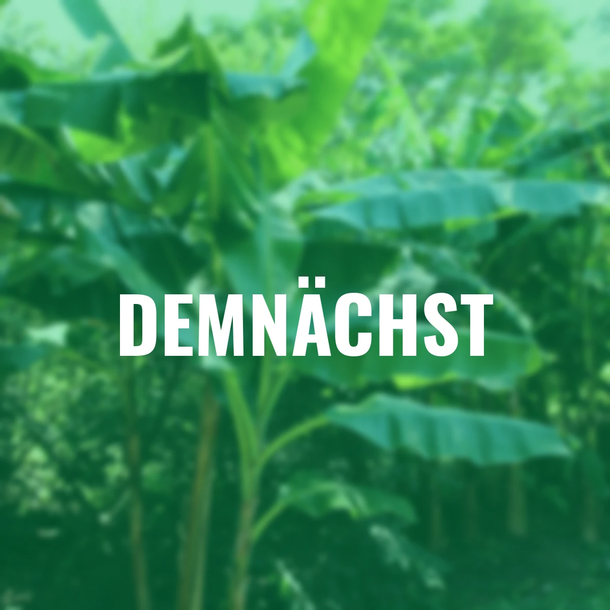 Darjeeling - Bananensamen