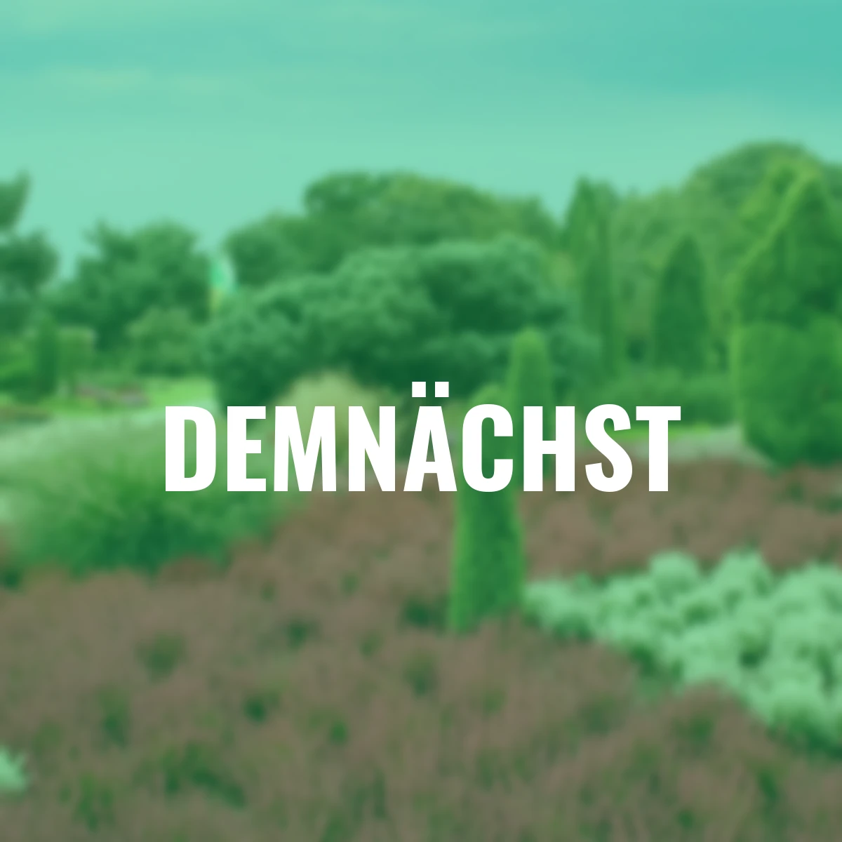 Knospenheide Gardengirls® , rot