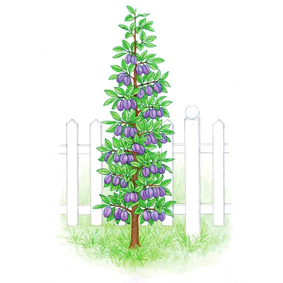 Blaue Säulen-Pflaume