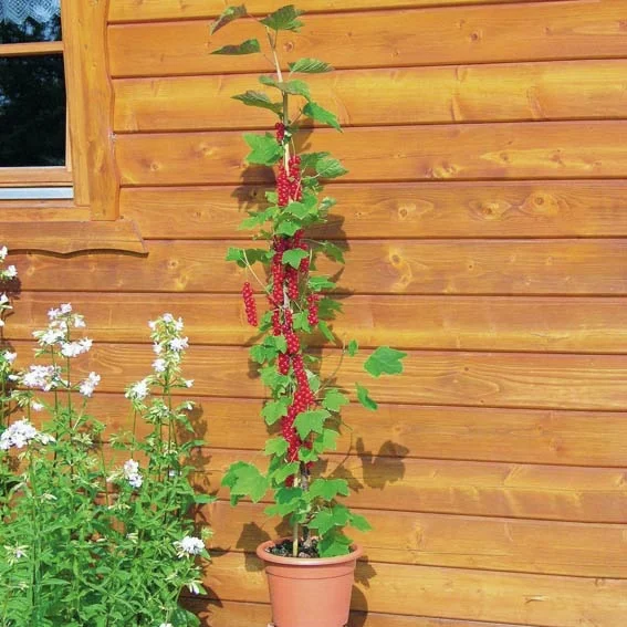 Rote Säulen-Johannisbeere