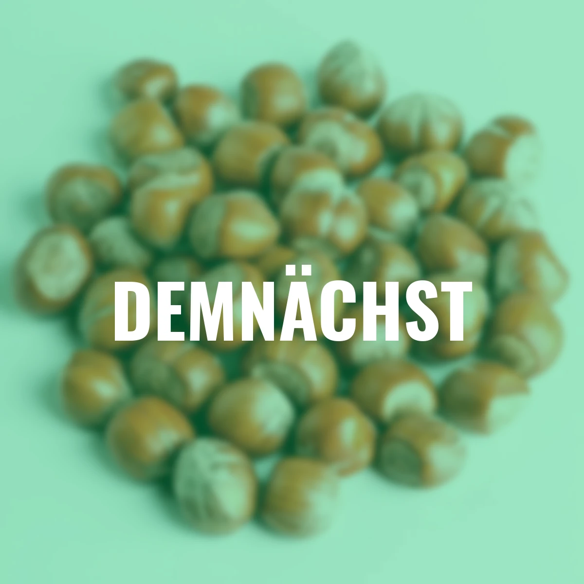 Rote Haselnuss Hoogeveen