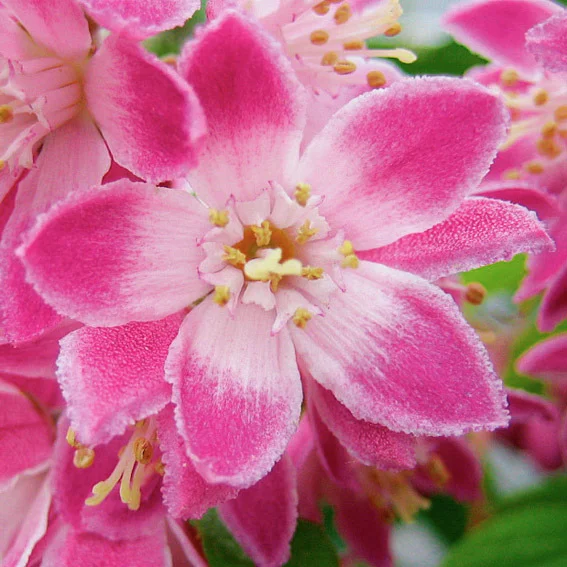 Sternchenstrauch Strawberry Fields, im ca. 23 cm-Topf