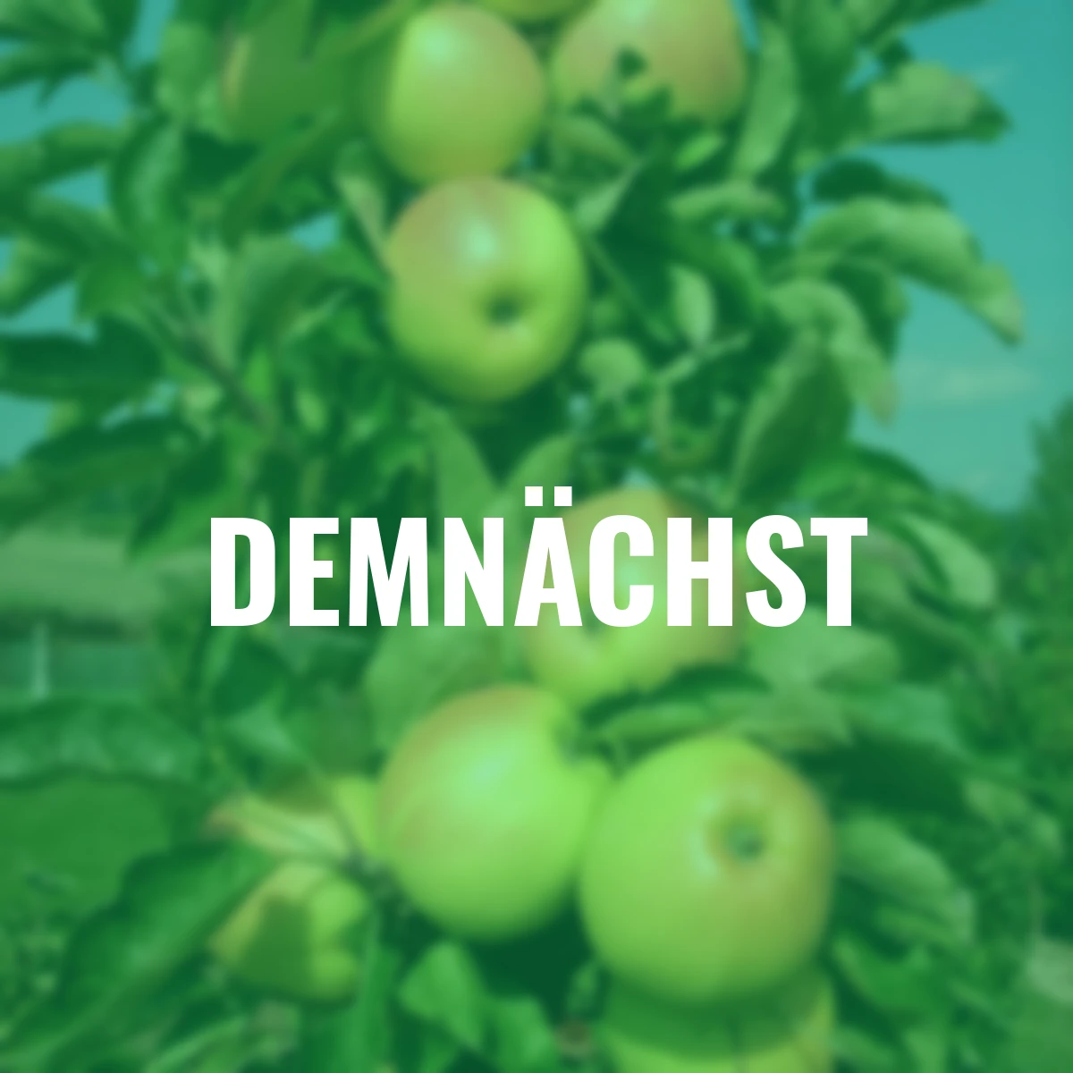 Säulen-Apfel Goldcats®