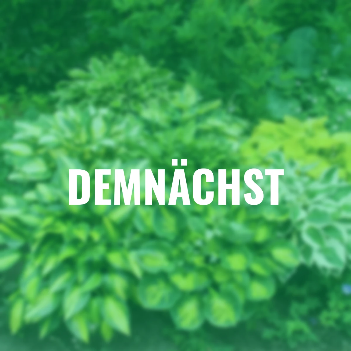 Stauden-Set Premium-Funkien