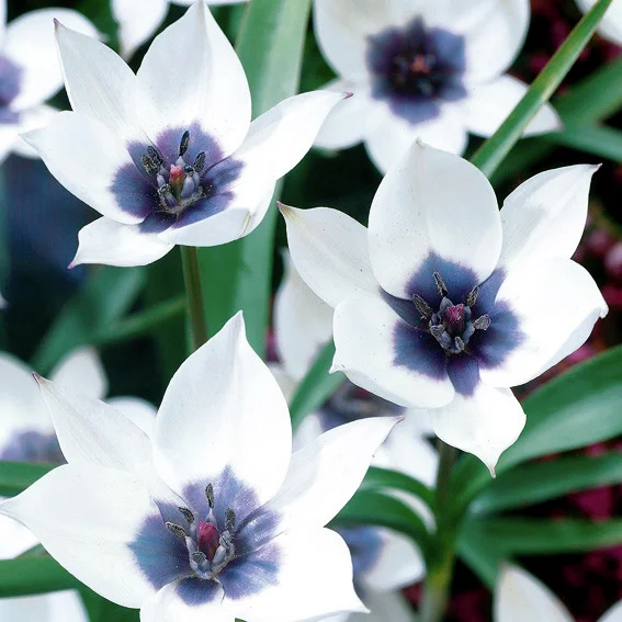 Tulpe Alba Coerulea Oculata