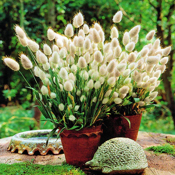 Hasenschwanzgrassamen Bunny Tails