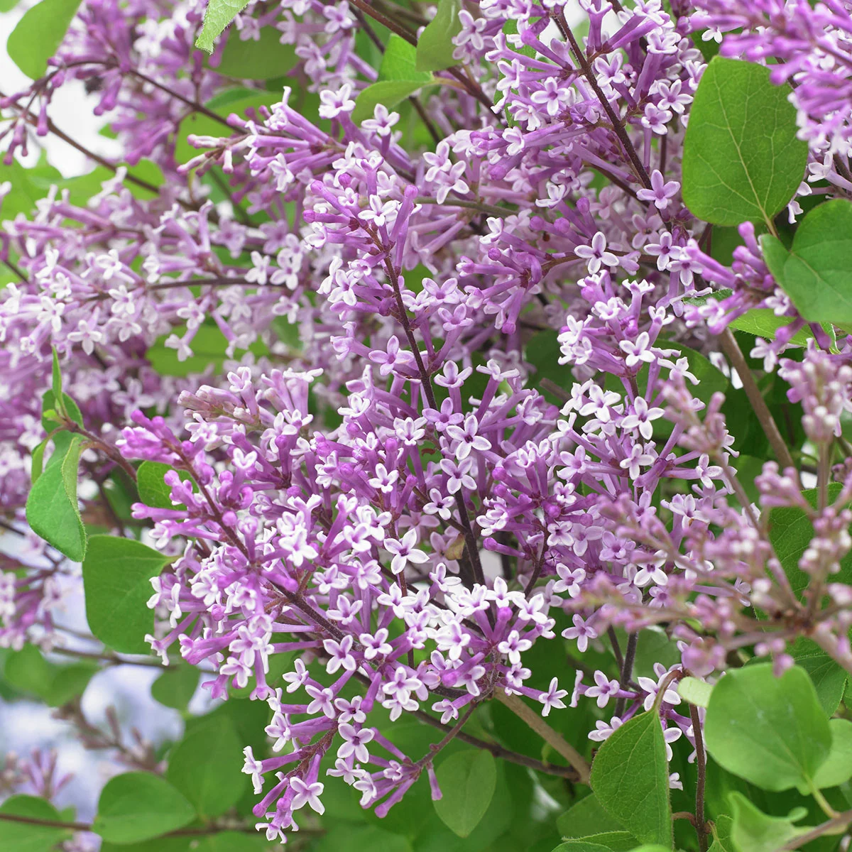 Duftflieder-Stämmchen Flowerfesta®, lila