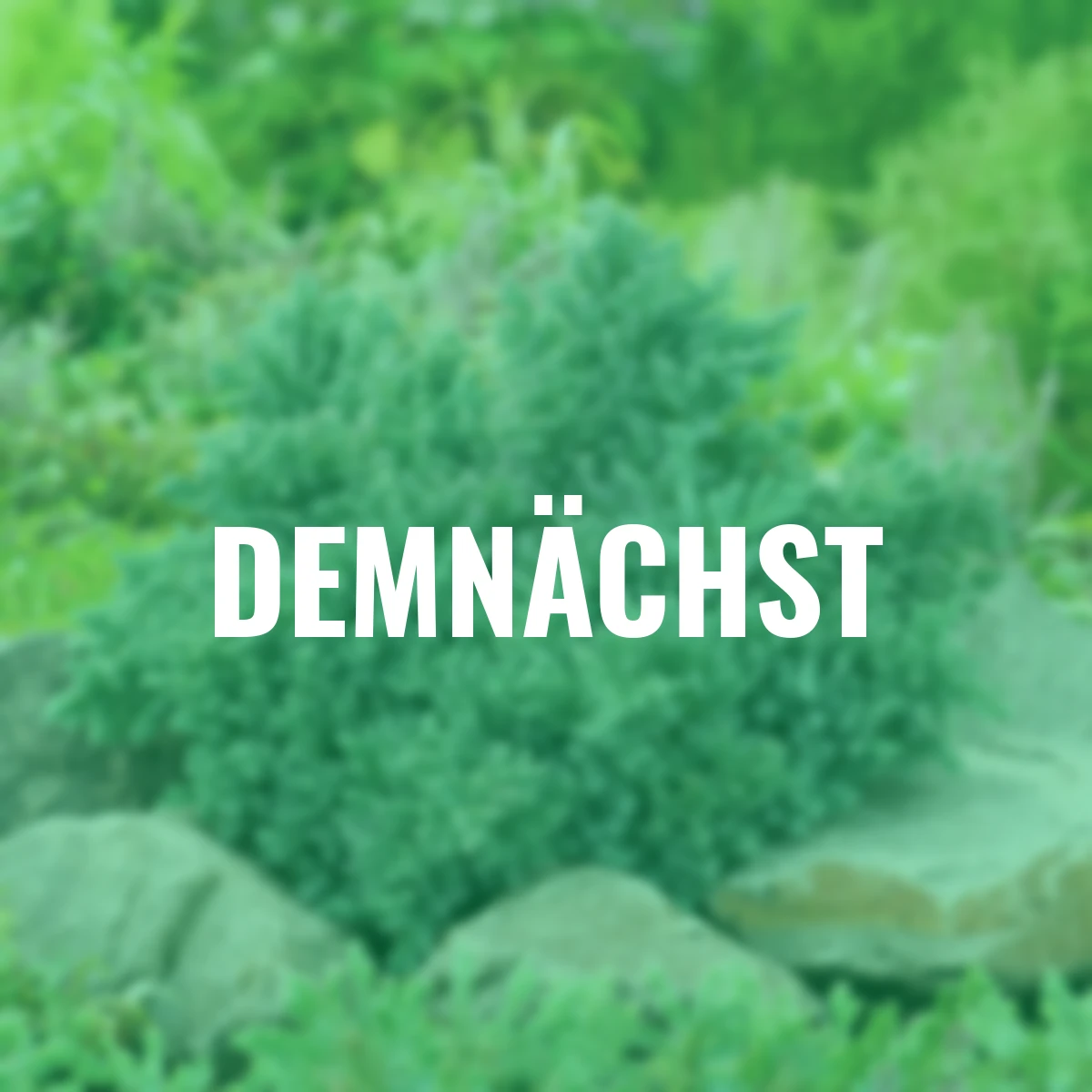 Zwergwacholder, blau