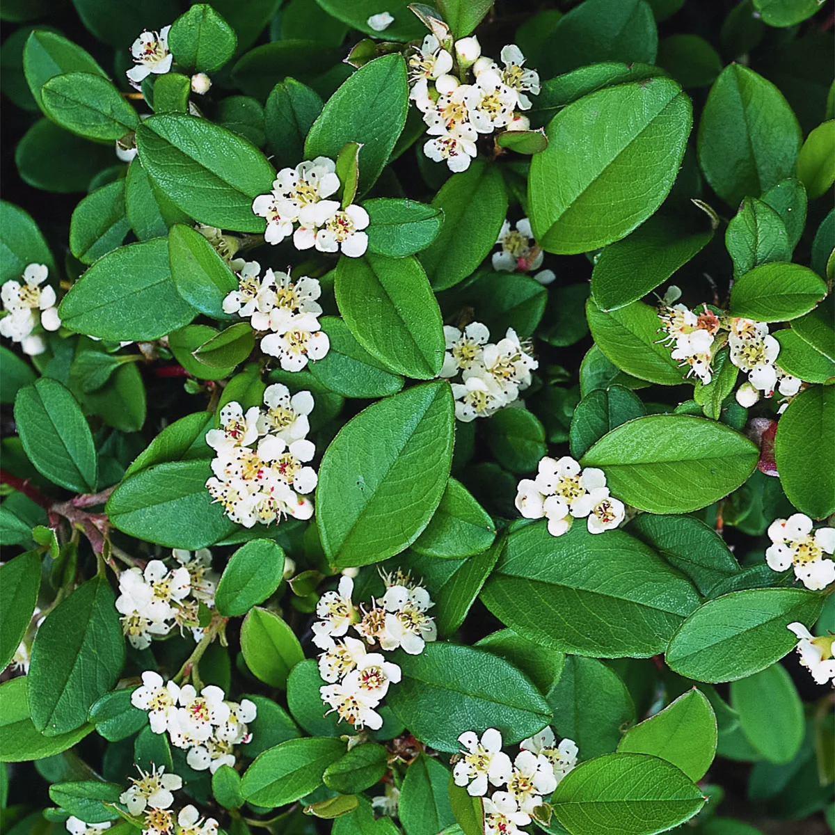 Zwergmispel Radicans