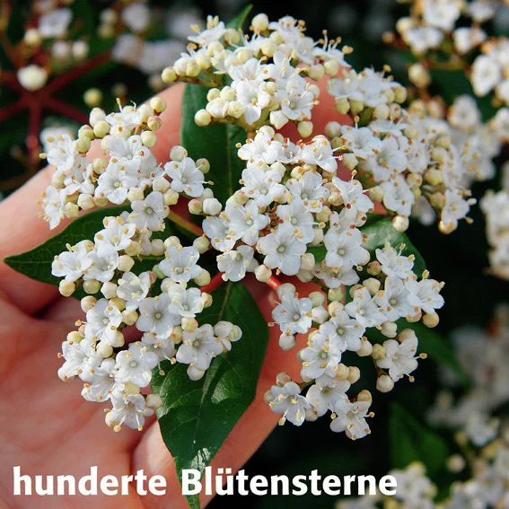 Immergrüner Schneeball Eve Price