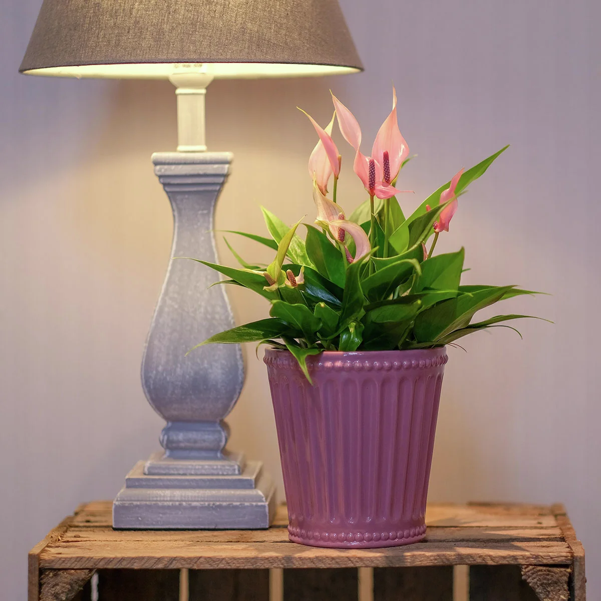 Flamingoblume Lilli, Höhe ca. 30 cm