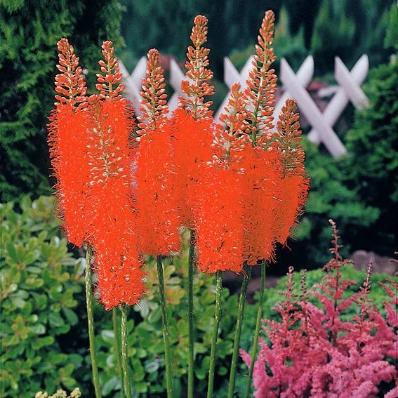 Orange-Rote Steppenkerze Cleopatra