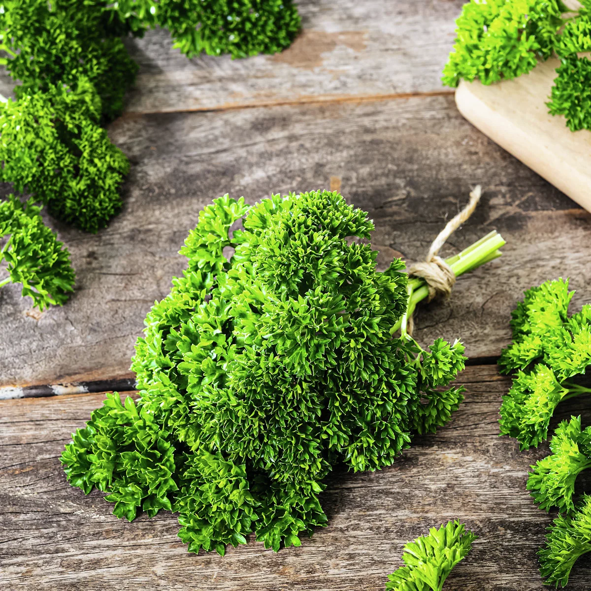 Kräuterpflanze Krause Petersilie