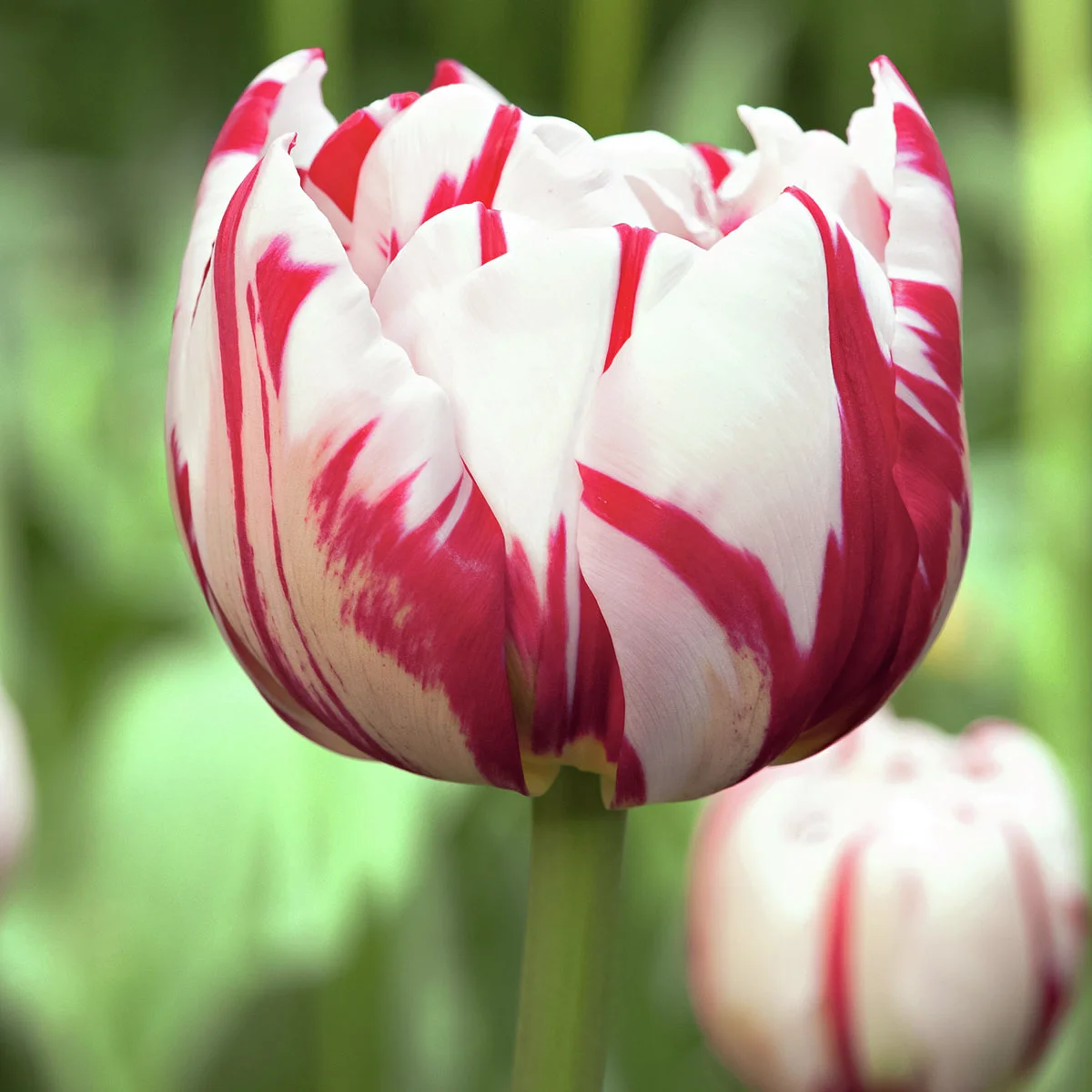 Tulpe Carnaval de Nice