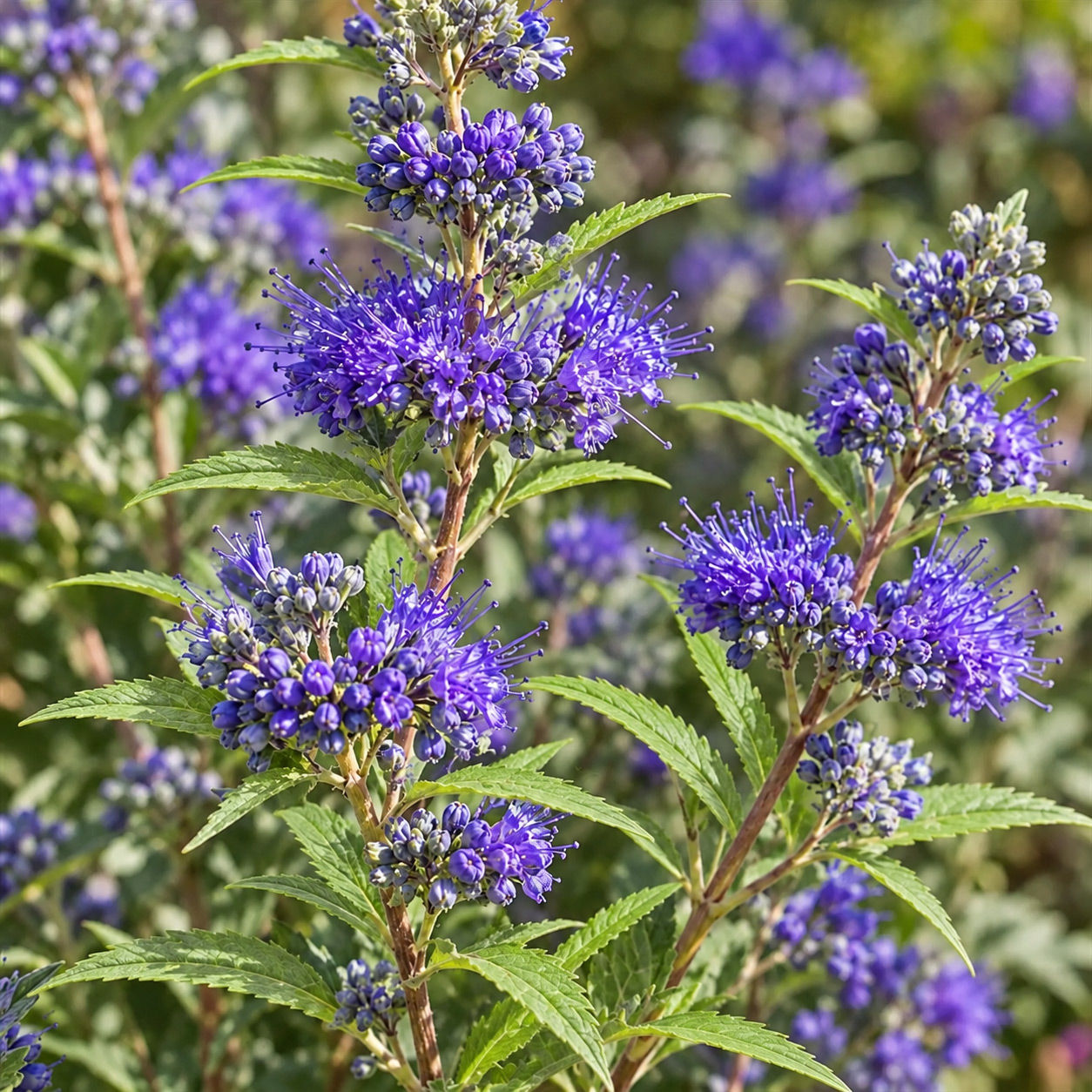 Bartblume First Blue