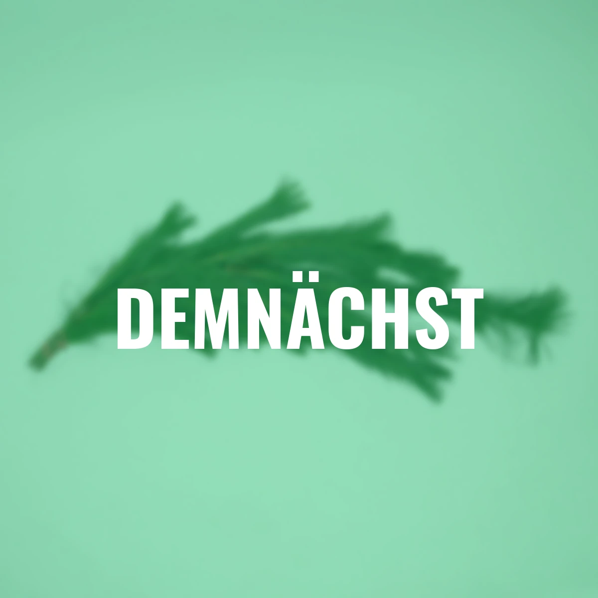 Seidenkiefer Bund 500 g