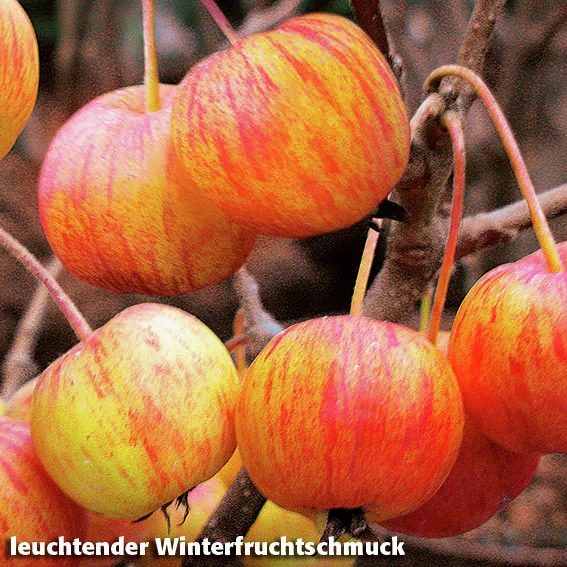 Zierapfel Evereste