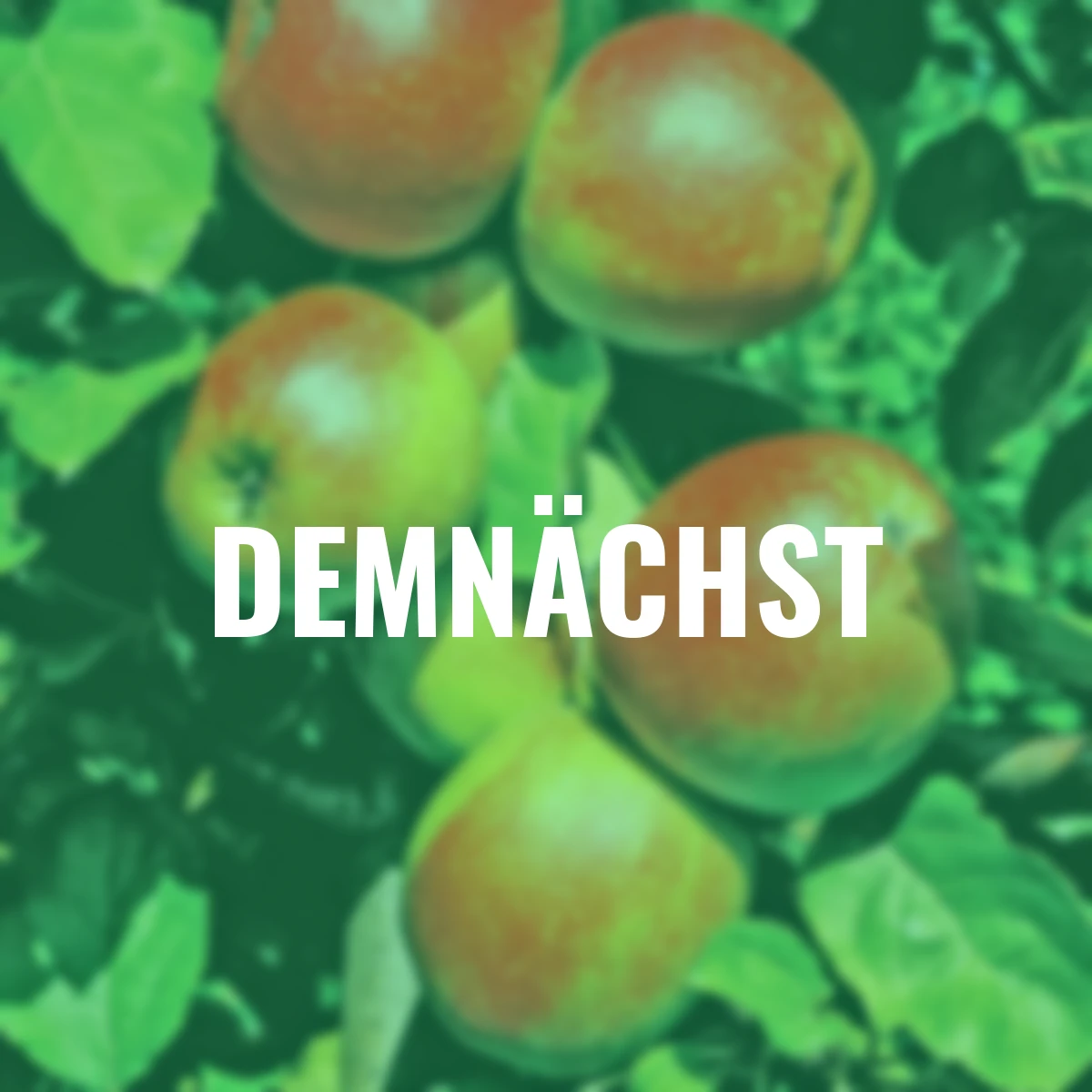 Apfel Roter Boskoop, im ca. 26 cm-Topf