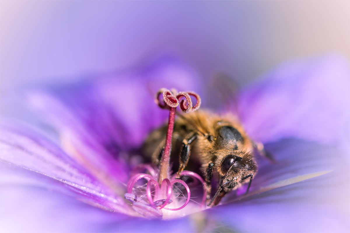 Honigbiene in einer violetten Malvenblüte, Makroaufnahme – Siegerfoto von Malte beim Gärtner Harry Fotowettbewerb „Dein schönster Garten-Moment im Sommer“