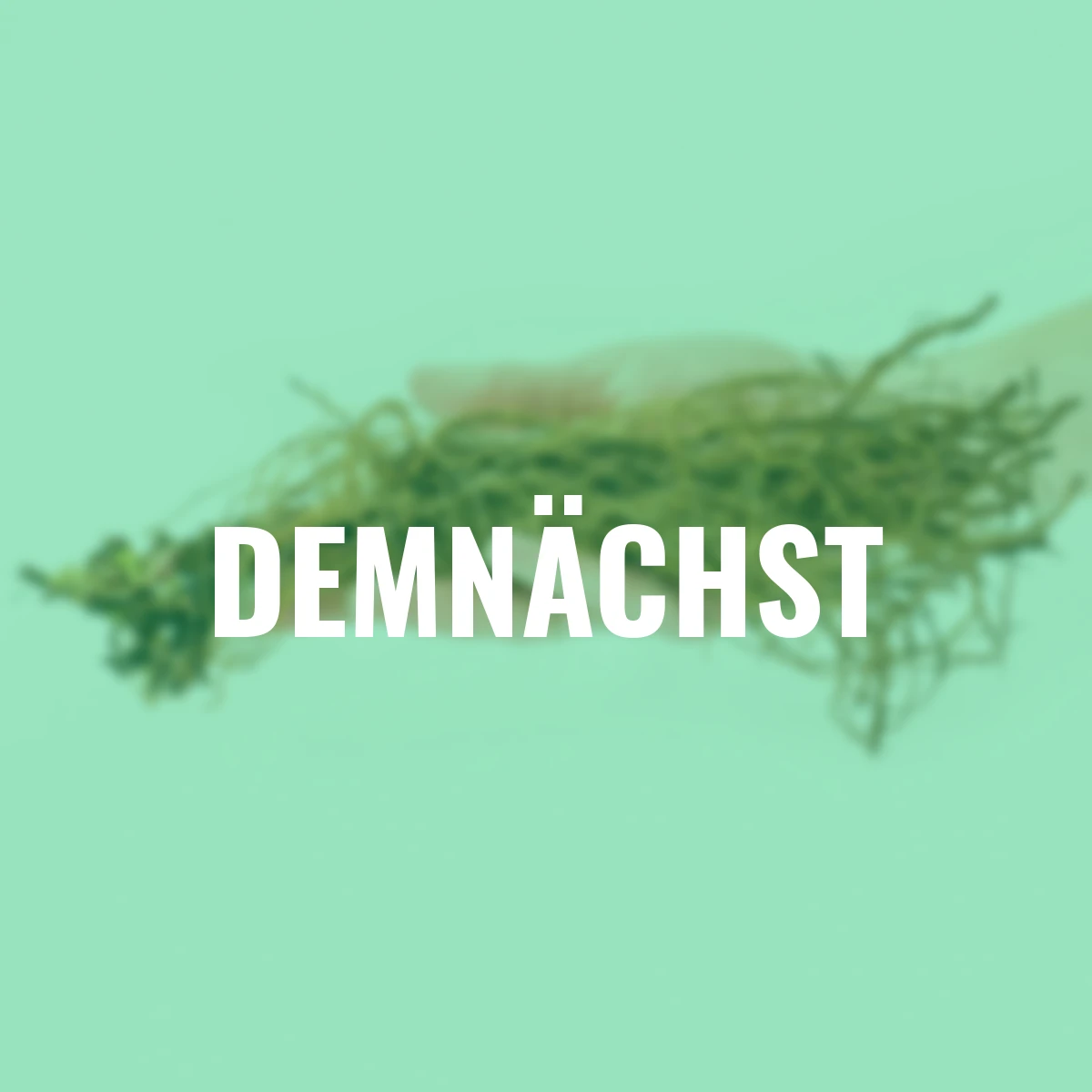 Stauden-Set Lieblings-Salbei